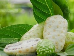 3 Resep Jus Mengkudu Enak untuk Diet, Turunkan Kolesterol, dan Tambah Stamina Tanpa Rasa Pahit!