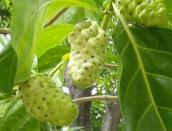 5 Cara Aman Mengonsumsi Mengkudu untuk Menjaga Kesehatan Tubuh