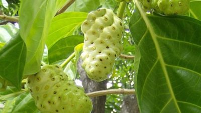 5 Cara Aman Mengonsumsi Mengkudu untuk Menjaga Kesehatan Tubuh