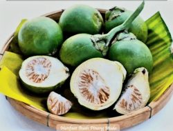 Buah Pinang, Rahasia Kekuatan Pria yang Jarang Diketahui