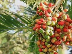 Buah Pinang: Solusi Alami Terbaik untuk Pria Perkasa, Coba Sekarang!