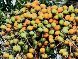 Buah Pinang: Manfaat dan Ramuan Tradisional yang Bermanfaat untuk Wanita