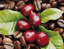 Biji Kopi Ternyata Bisa Sembuhkan Luka Buatan, Begini Penjelasannya!