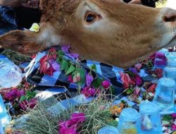 Acara Tradisi Tahunan Petik Laut dan Doa Bersama untuk Enam Orang Nelayan yang Telah Hilang di Desa Puger Kulon Kabupaten Jember