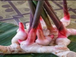 Lengkuas Bukan Sembarang Rempah! 7 Manfaat dan Cara Menggunakannya untuk Kesehatan