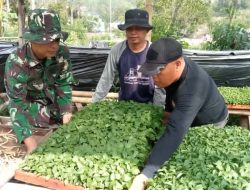 Satgas TMMD ke-126 Kodim Kerinci Pilih bibit Terong untuk ditanam‎