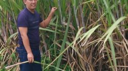 Petani Tebu Muda dari Desa Taman: Budianto, Simbol Harapan Baru Pertanian Bondowoso