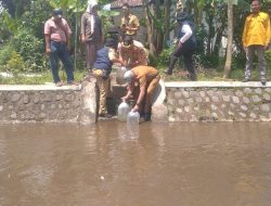 MPI Gelar Aksi Lingkungan di Jember, 2.500 Benih Ikan Ditebar untuk Pulihkan Ekosistem Sungai Wringin Agung