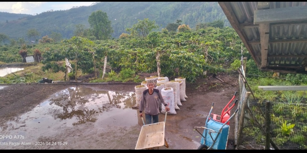 Petani Kopi Khawatir saat Puncak Panen Harga Kopi Turun Drastis